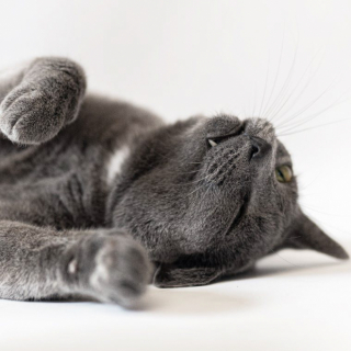 Illustration de l'article : Incomprise, cette adorable chatte a dû patienter près de 7 ans dans un refuge avant qu’une famille ne s’intéresse à elle (vidéo)