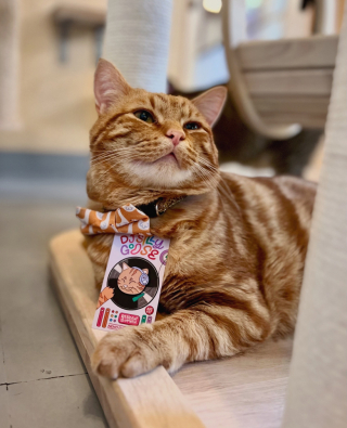 Illustration de l'article : Pour leur obtenir davantage de visibilité, ce bar à chats a trouvé une manière originale de décrire ses pensionnaires adoptables (vidéo)