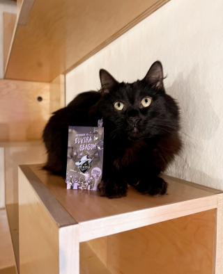 Illustration de l'article : Pour leur obtenir davantage de visibilité, ce bar à chats a trouvé une manière originale de décrire ses pensionnaires adoptables (vidéo)