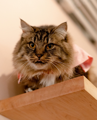 Illustration de l'article : Pour leur obtenir davantage de visibilité, ce bar à chats a trouvé une manière originale de décrire ses pensionnaires adoptables (vidéo)