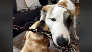 Illustration de l'article : Souffrant de solitude, ce chien retrouve le sourire grâce à l’adoption d’une nouvelle petite sœur (vidéo)