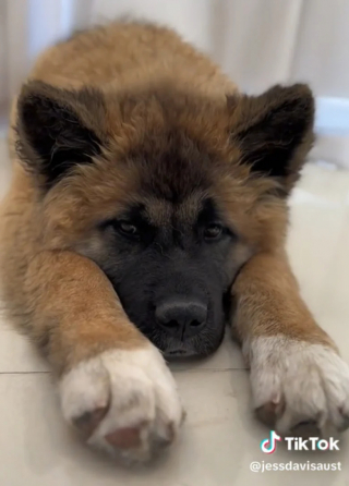 Illustration de l'article : Après 5 adoptions ratées, cette chienne traumatisée réapprend à faire confiance aux humains et rêve de trouver une famille patiente (vidéo)