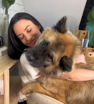 Illustration de l'article : Après 5 adoptions ratées, cette chienne traumatisée réapprend à faire confiance aux humains et rêve de trouver une famille patiente (vidéo)