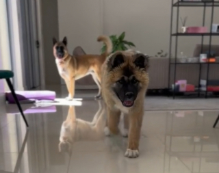 Illustration de l'article : Après 5 adoptions ratées, cette chienne traumatisée réapprend à faire confiance aux humains et rêve de trouver une famille patiente (vidéo)
