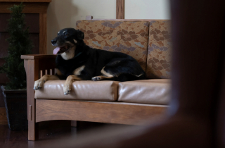 Illustration de l'article : En quête d'une nouvelle vie, ce chien ne cesse de s'enfuir du refuge pour tenir compagnie aux résidents d'une maison de retraite