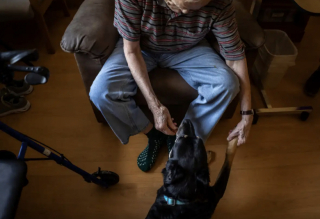 Illustration de l'article : En quête d'une nouvelle vie, ce chien ne cesse de s'enfuir du refuge pour tenir compagnie aux résidents d'une maison de retraite