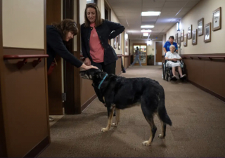 Illustration de l'article : En quête d'une nouvelle vie, ce chien ne cesse de s'enfuir du refuge pour tenir compagnie aux résidents d'une maison de retraite