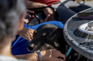 Illustration de l'article : En quête d'une nouvelle vie, ce chien ne cesse de s'enfuir du refuge pour tenir compagnie aux résidents d'une maison de retraite
