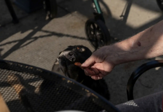 Illustration de l'article : En quête d'une nouvelle vie, ce chien ne cesse de s'enfuir du refuge pour tenir compagnie aux résidents d'une maison de retraite