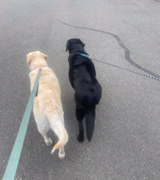 Illustration de l'article : Lorsqu’ils découvrent qu’ils sont adoptés par la même famille, ces 2 Labradors séniors ne contiennent plus leur joie (vidéo)