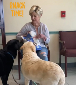Illustration de l'article : Lorsqu’ils découvrent qu’ils sont adoptés par la même famille, ces 2 Labradors séniors ne contiennent plus leur joie (vidéo)