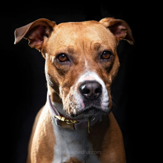 Illustration de l'article : 20 portraits professionnels de chiens de refuge réalisés bénévolement par un photographe qui souhaite les aider à trouver une famille d’adoption