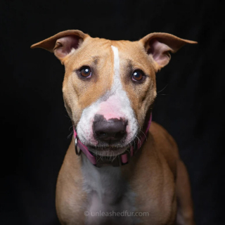 Illustration de l'article : 20 portraits professionnels de chiens de refuge réalisés bénévolement par un photographe qui souhaite les aider à trouver une famille d’adoption
