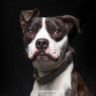 Illustration de l'article : 20 portraits professionnels de chiens de refuge réalisés bénévolement par un photographe qui souhaite les aider à trouver une famille d’adoption
