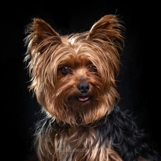 Illustration de l'article : 20 portraits professionnels de chiens de refuge réalisés bénévolement par un photographe qui souhaite les aider à trouver une famille d’adoption