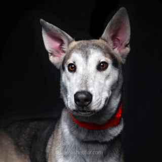 Illustration de l'article : 20 portraits professionnels de chiens de refuge réalisés bénévolement par un photographe qui souhaite les aider à trouver une famille d’adoption