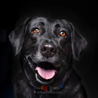 Illustration de l'article : 20 portraits professionnels de chiens de refuge réalisés bénévolement par un photographe qui souhaite les aider à trouver une famille d’adoption