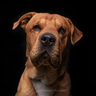 Illustration de l'article : 20 portraits professionnels de chiens de refuge réalisés bénévolement par un photographe qui souhaite les aider à trouver une famille d’adoption