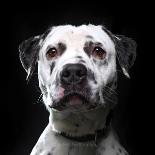 Illustration de l'article : 20 portraits professionnels de chiens de refuge réalisés bénévolement par un photographe qui souhaite les aider à trouver une famille d’adoption