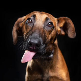 Illustration de l'article : 20 portraits professionnels de chiens de refuge réalisés bénévolement par un photographe qui souhaite les aider à trouver une famille d’adoption