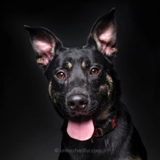 Illustration de l'article : 20 portraits professionnels de chiens de refuge réalisés bénévolement par un photographe qui souhaite les aider à trouver une famille d’adoption
