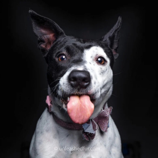 Illustration de l'article : 20 portraits professionnels de chiens de refuge réalisés bénévolement par un photographe qui souhaite les aider à trouver une famille d’adoption