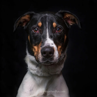 Illustration de l'article : 20 portraits professionnels de chiens de refuge réalisés bénévolement par un photographe qui souhaite les aider à trouver une famille d’adoption