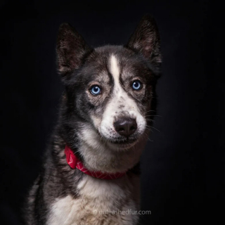 Illustration de l'article : 20 portraits professionnels de chiens de refuge réalisés bénévolement par un photographe qui souhaite les aider à trouver une famille d’adoption