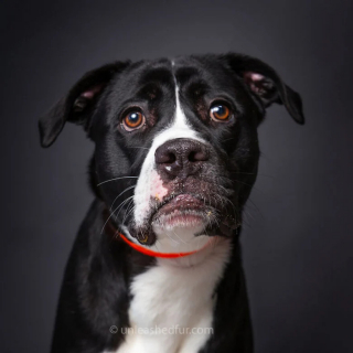 Illustration de l'article : 20 portraits professionnels de chiens de refuge réalisés bénévolement par un photographe qui souhaite les aider à trouver une famille d’adoption