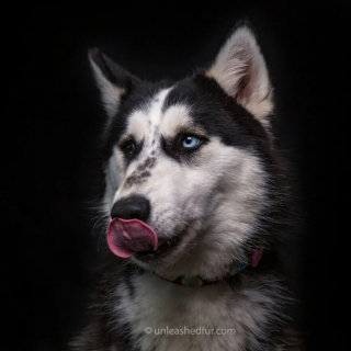 Illustration de l'article : 20 portraits professionnels de chiens de refuge réalisés bénévolement par un photographe qui souhaite les aider à trouver une famille d’adoption