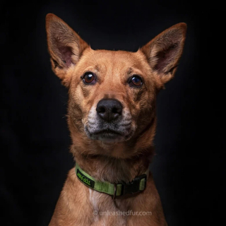 Illustration de l'article : 20 portraits professionnels de chiens de refuge réalisés bénévolement par un photographe qui souhaite les aider à trouver une famille d’adoption