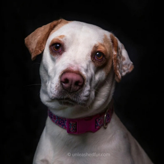 Illustration de l'article : 20 portraits professionnels de chiens de refuge réalisés bénévolement par un photographe qui souhaite les aider à trouver une famille d’adoption