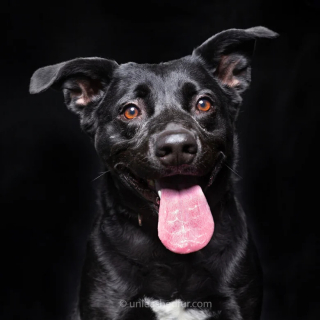 Illustration de l'article : 20 portraits professionnels de chiens de refuge réalisés bénévolement par un photographe qui souhaite les aider à trouver une famille d’adoption
