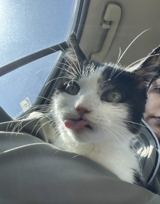 Illustration de l'article : Invisible aux yeux des adoptants potentiels, un chat non épargné par les épreuves de la vie fait une rencontre merveilleuse (vidéo)