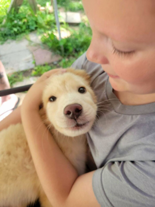 Illustration de l'article : 20 photos de chats et de chiens prêts à commencer une nouvelle aventure pleine d'amour dans leur famille d'adoption