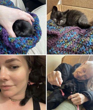 Illustration de l'article : 20 photos de chats et de chiens prêts à commencer une nouvelle aventure pleine d'amour dans leur famille d'adoption