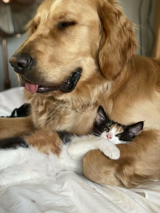 Illustration de l'article : 20 photos de chats et de chiens prêts à commencer une nouvelle aventure pleine d'amour dans leur famille d'adoption