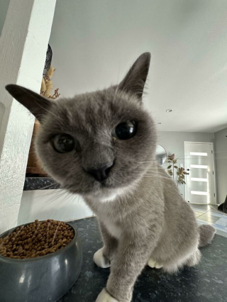 Illustration de l'article : 20 photos de chats et de chiens prêts à commencer une nouvelle aventure pleine d'amour dans leur famille d'adoption