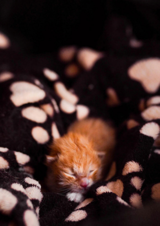 Illustration de l'article : 20 photos de chats et de chiens prêts à commencer une nouvelle aventure pleine d'amour dans leur famille d'adoption