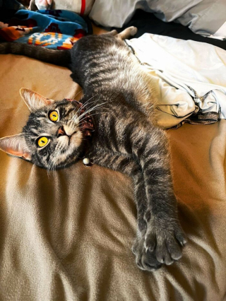 Illustration de l'article : 20 photos de chats et de chiens prêts à commencer une nouvelle aventure pleine d'amour dans leur famille d'adoption