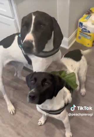 Illustration de l'article : Adoptée dans un refuge avec sa sœur, cette chienne exprime sa reconnaissance à sa maîtresse d’une adorable manière (vidéo)