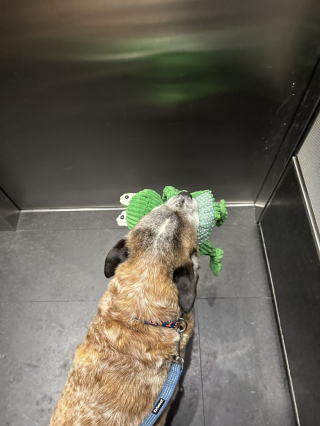 Illustration de l'article : Lorsqu’il part en promenade avec sa nouvelle maîtresse, ce chien amateur de peluches a une adorable habitude