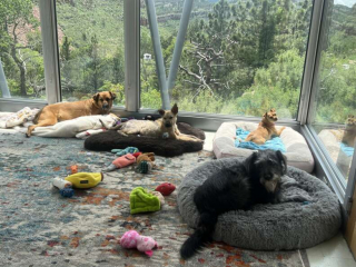 Illustration de l'article : Grâce à un heureux effet du hasard, ce chien errant change de vie et explose de joie en rencontrant ses bienfaiteurs (vidéo)