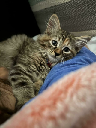 Illustration de l'article : 20 photos de chats et de chiens qui retrouvent goût à la vie grâce à l’adoption