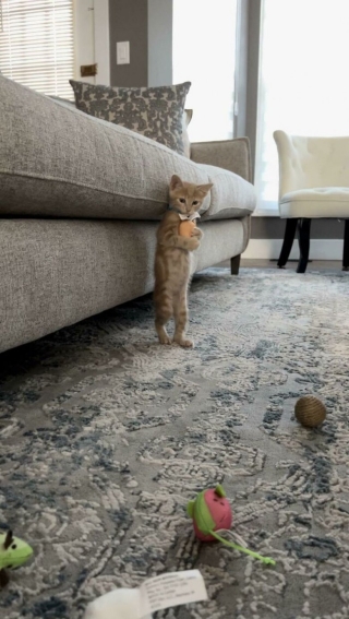 Illustration de l'article : 20 photos de chats et de chiens qui retrouvent goût à la vie grâce à l’adoption