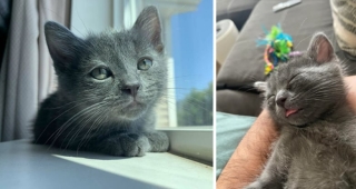 Illustration de l'article : 20 photos de chats et de chiens qui retrouvent goût à la vie grâce à l’adoption