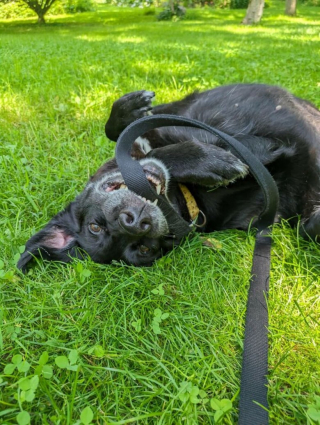 Illustration de l'article : 20 photos de chats et de chiens qui retrouvent goût à la vie grâce à l’adoption