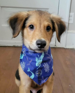 Illustration de l'article : 20 photos de chats et de chiens qui retrouvent goût à la vie grâce à l’adoption