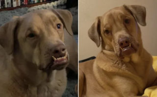 Illustration de l'article : En adoptant un chien malade hors du commun, une jeune femme est rapidement convaincue d’avoir pris la meilleure décision de sa vie