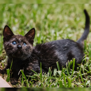 Illustration de l'article : Un chaton aveugle, malade et amputé d’une patte est adopté par une famille d’accueil au grand cœur qui souhaite lui offrir les meilleurs soins vétérinaires possibles (vidéo)